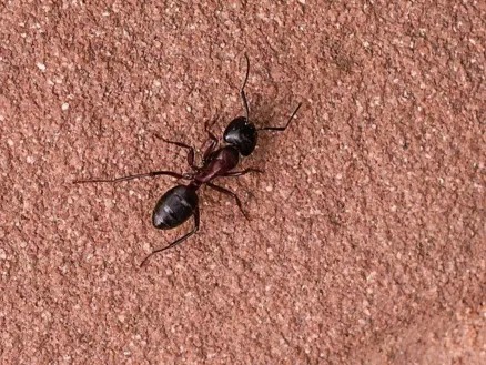 Arizona is home to many different species of ants. Some are harmless, while others can become serious problems for homeowners.