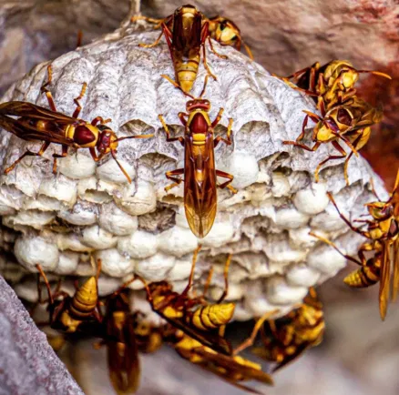 Because wasps in Arizona can remain active year-round, professional pest control is often the safest and most effective way to keep them away from your home.