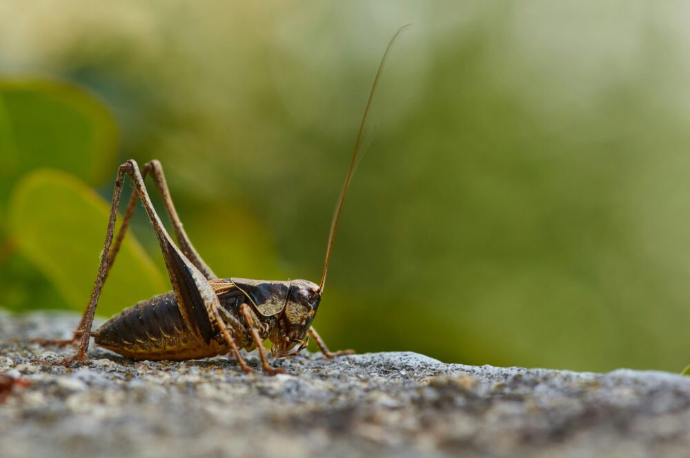 At Swift Pest, we understand how frustrating crickets can be.