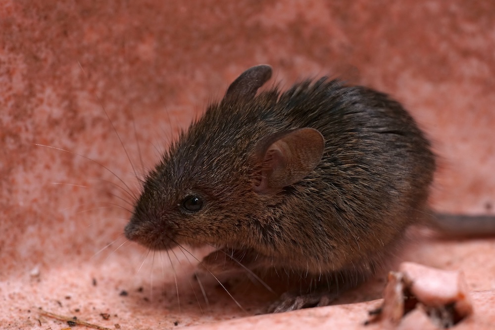 a picture of a rodent