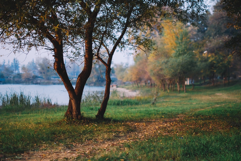a tree in autumn