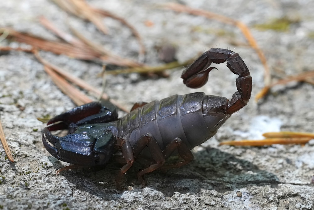 a close up of a scorpion