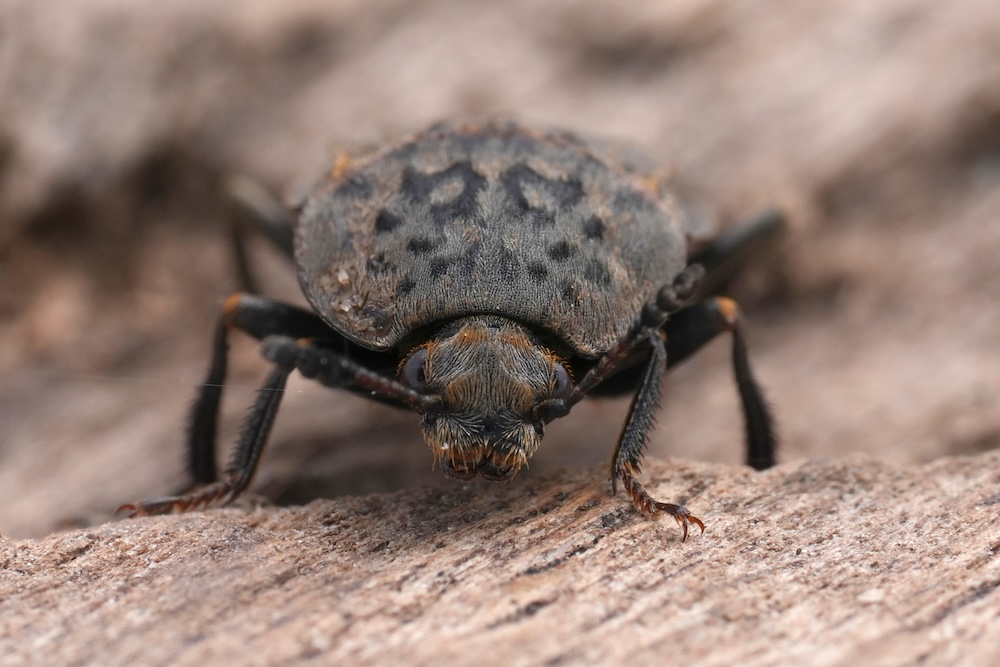 a close up of a bug